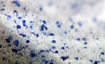 Plastic microbeads in our personal care products