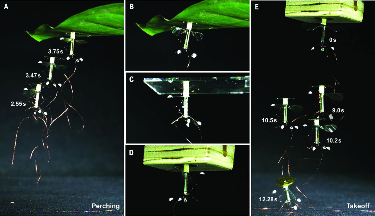 RoboBee flying, perching and landing