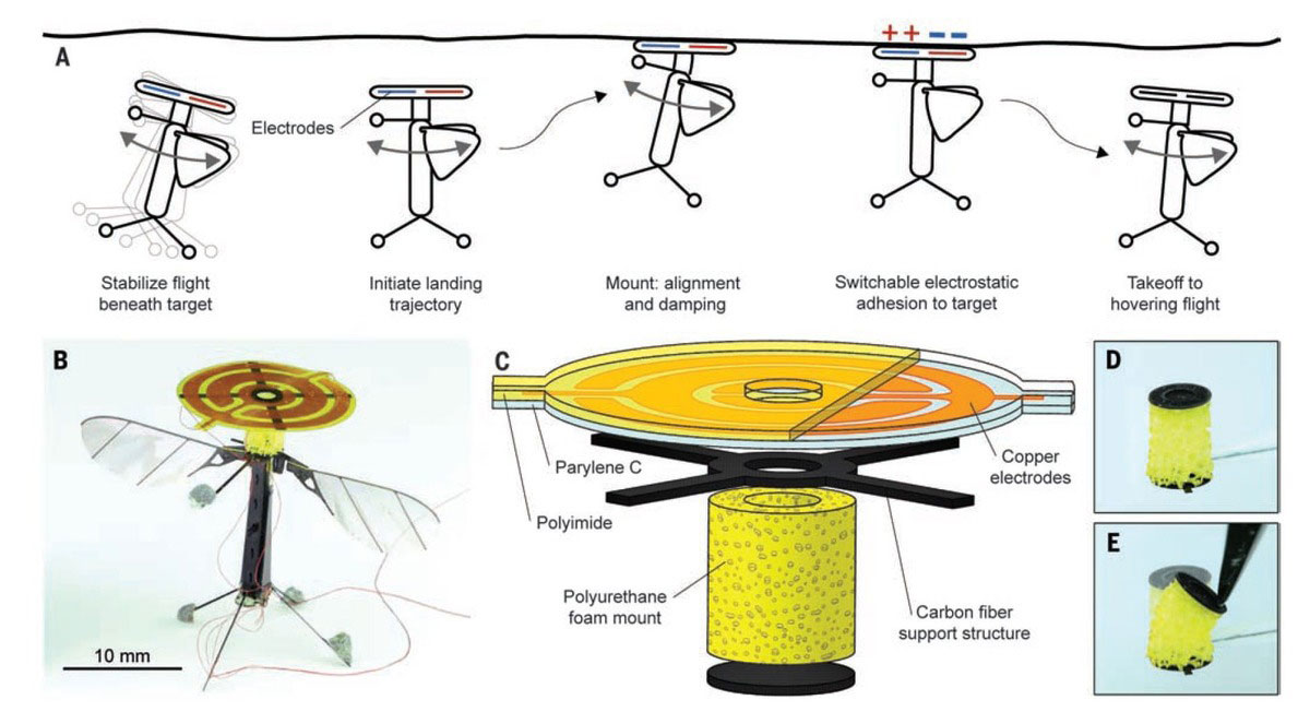 RoboBee perching on surfaces