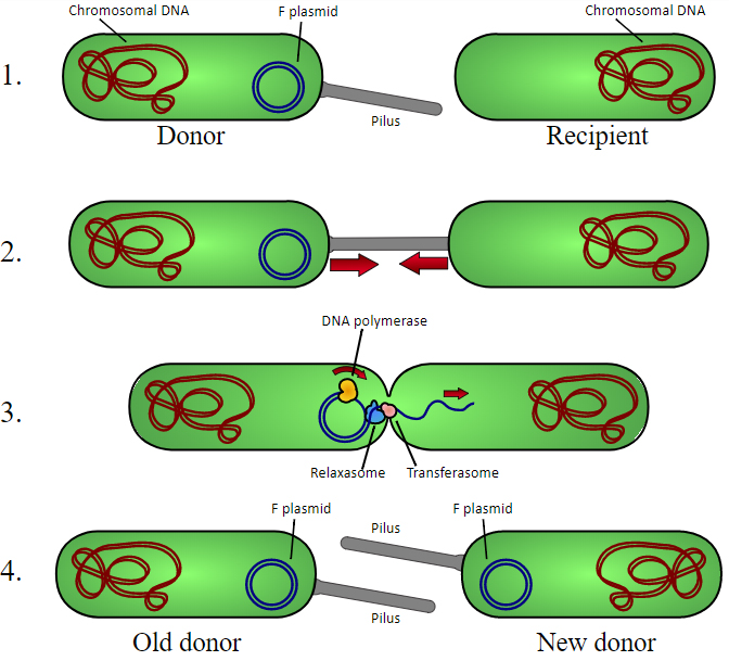 bacterial conjugation showing the dilemma of good and bad bacteria