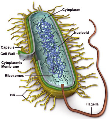 Bacterial cell structure for the dilemma of good and bad bacteria