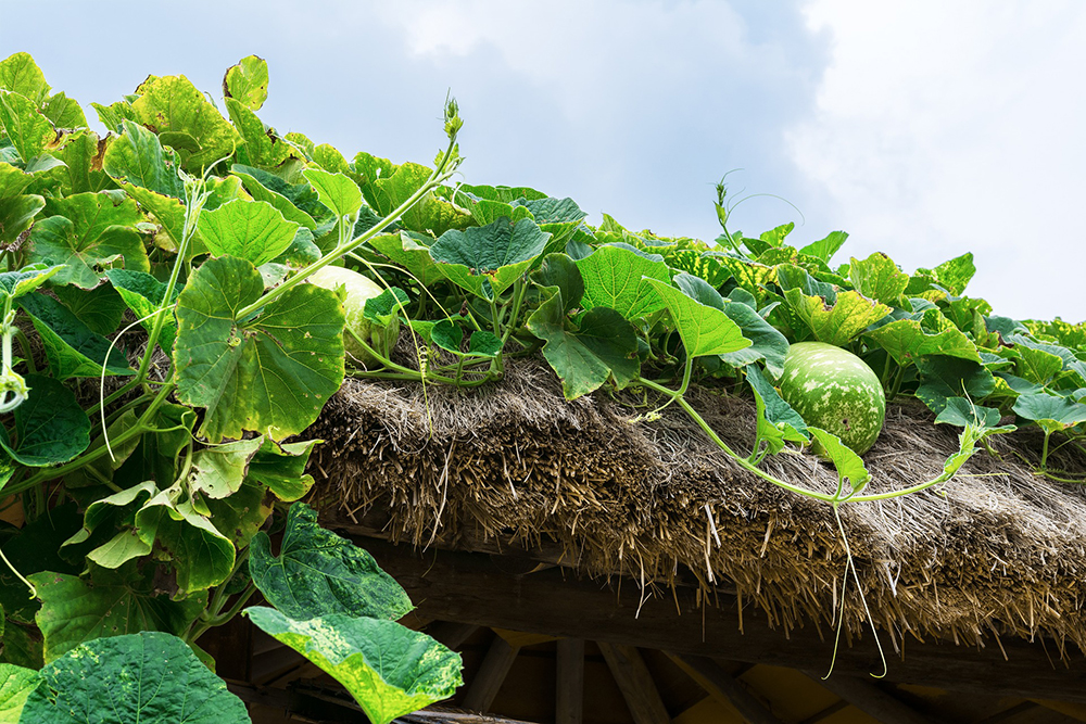 Plants in green roof integrated photovoltaic system