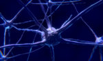 Neurons in brain for how dopamine driven feedback loops work.
