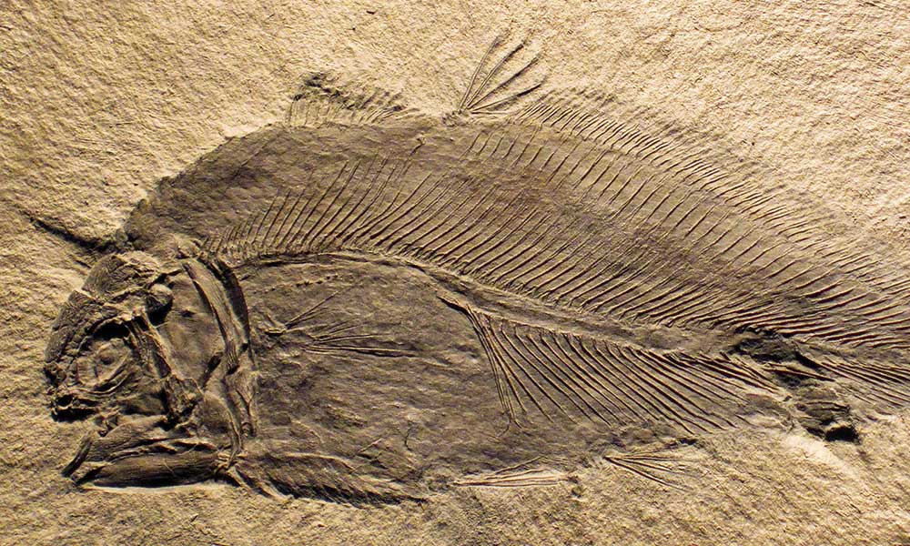 A prehistoric fish fossil