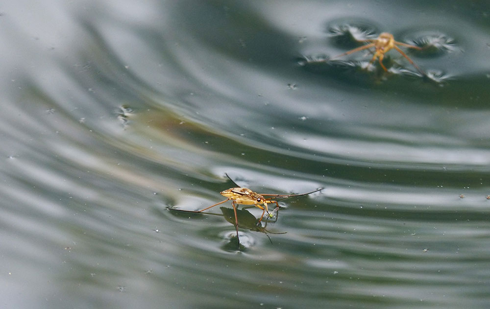 How can insects walk on water?