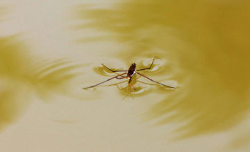 How can water striders walk on water?