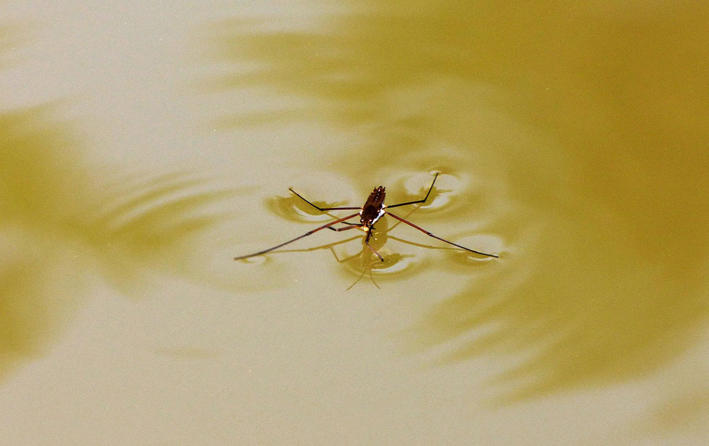How can water striders walk on water?