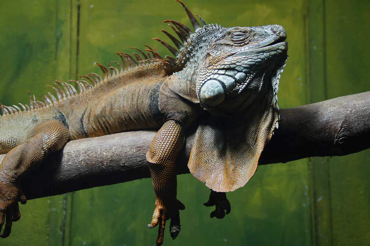 An image of an Iguana lizard.