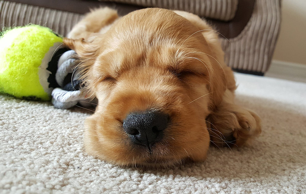 Photo of a sleeping dog.